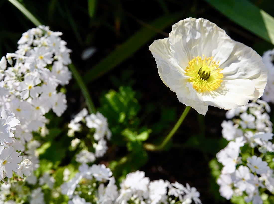 Poppy and primula